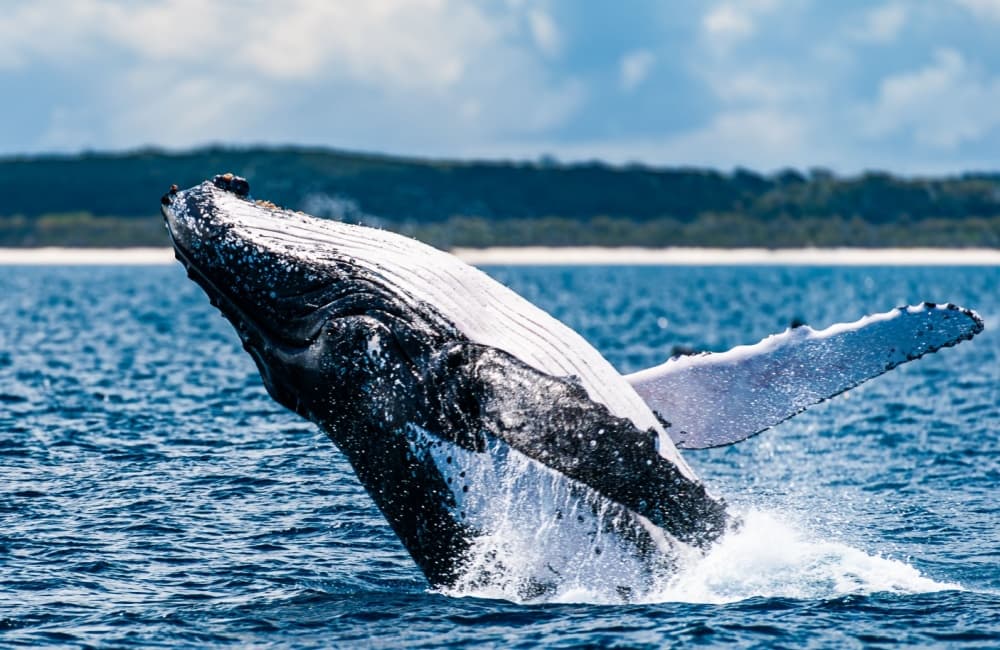 Whale Watching in Harvey Bay