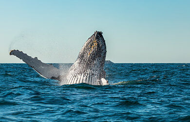 whale-watching