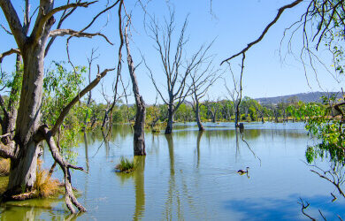 wonga_wetlands_650x200px