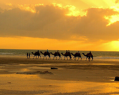 Camel train on Cable Beach at sunset.