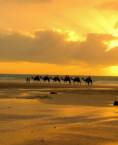 Camel train on Cable Beach at sunset.