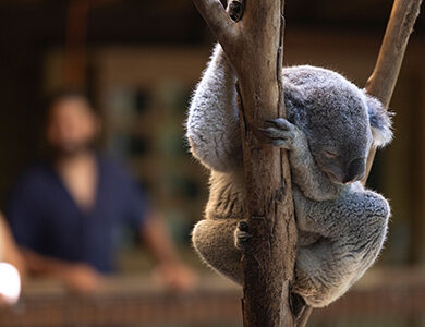 Blackbutt Reserve, Newcastle