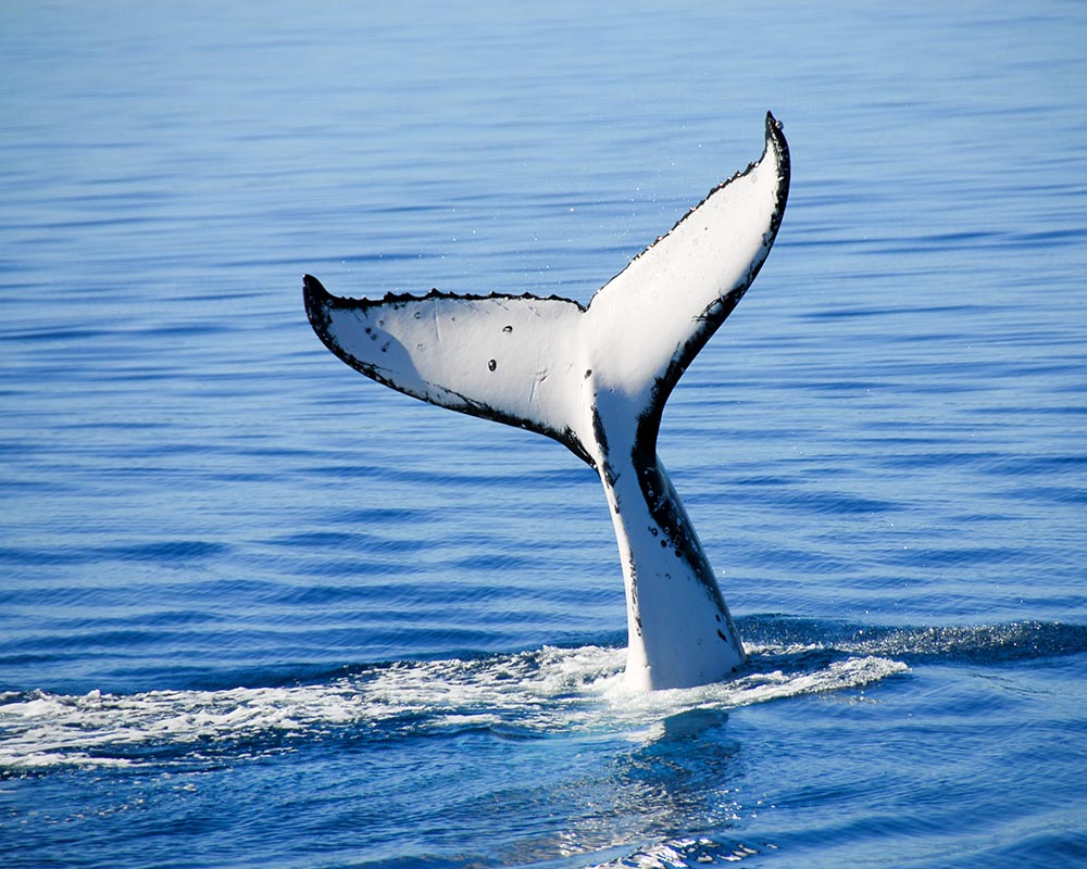 Whale Tail sticking out of the water.